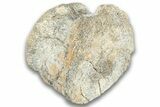 Hadrosaur (Edmontosaurus) Caudal Vertebra Centrum - Montana #324154-1